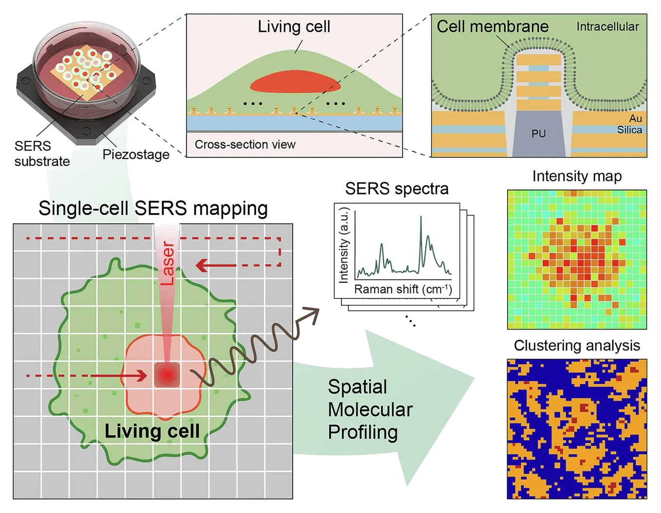 Representative image for Spatial molecular profiling of living single-cell by membrane-interfaced 3D SERS substrates