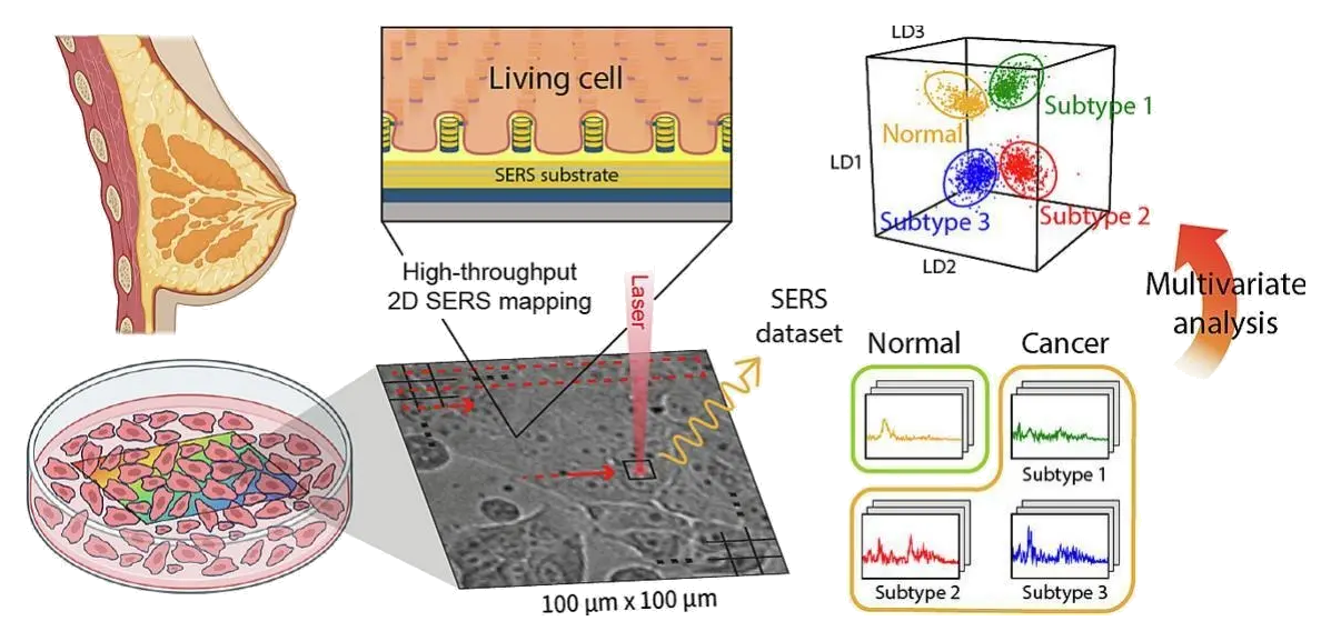 Representative image for Living breast cancer subtype classification by membrane-interfacing 3D surface-enhanced Raman spectroscopy substrates with multivariate analysis