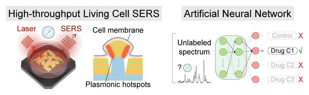 Representative image for Nanolaminate plasmonic substrates for high-throughput living cell SERS measurements and artificial neural network classification of cellular drug responses