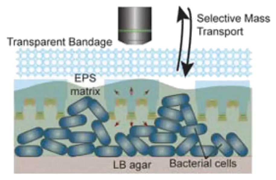 Representative image for Microporous Multiresonant Plasmonic Meshes by Hierarchical Micro-Nanoimprinting for Bio-Interfaced SERS Imaging and Nonlinear Nano-Optics
