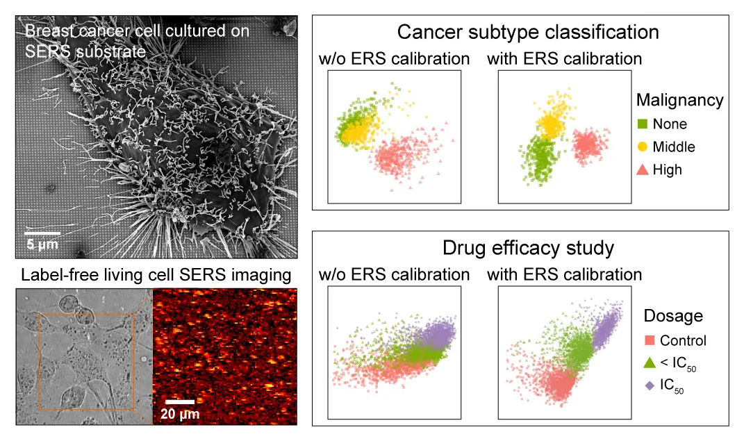 Representative image for Plasmonically calibrated label-free surface-enhanced Raman spectroscopy for improved multivariate analysis of living cells in cancer subtyping and drug testing