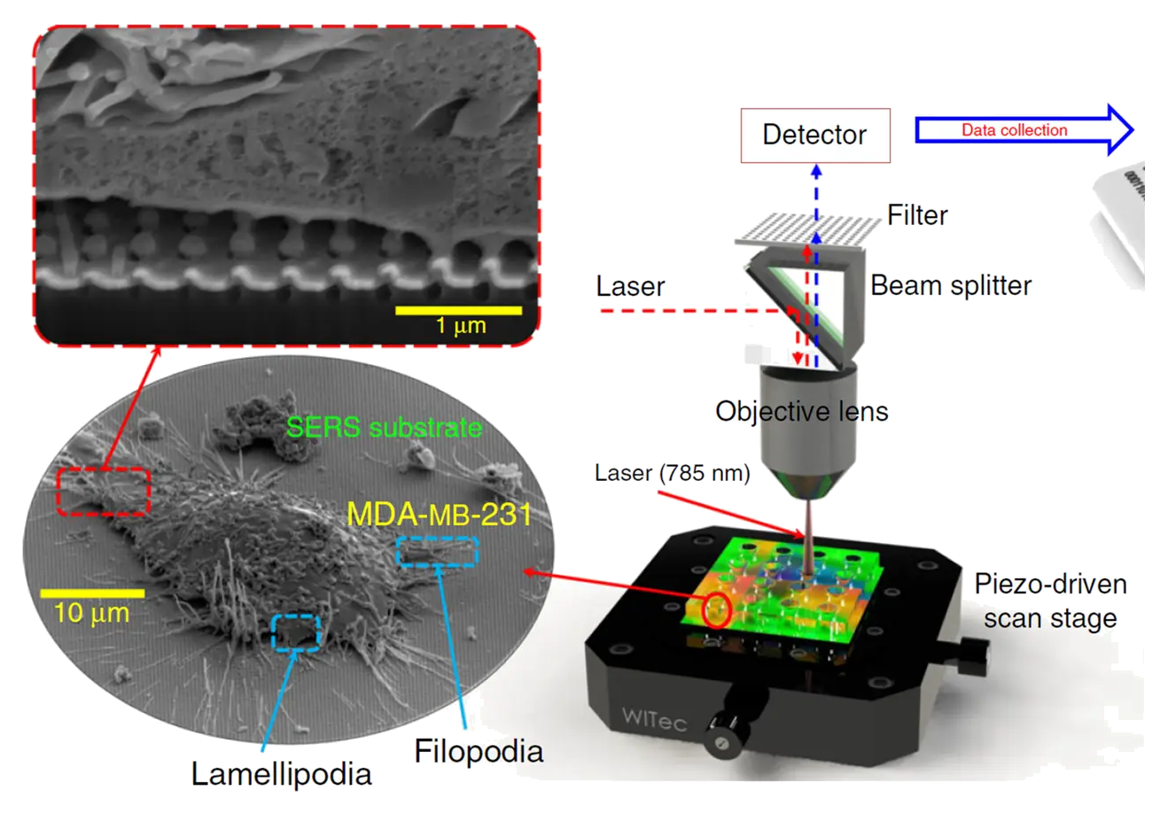 Representative image for Scalable nanolaminated SERS multiwell cell culture assay