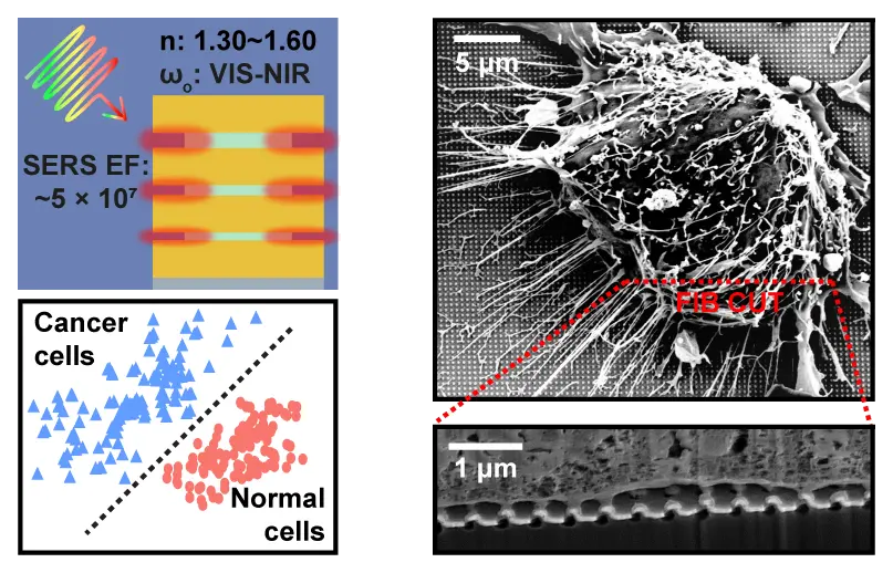 Representative image for Refractive-index-insensitive nanolaminated SERS substrates for label-free Raman profiling and classification of living cancer cells